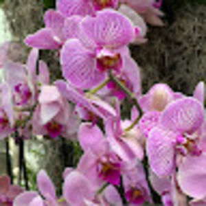 Meet your Posher, Florcy